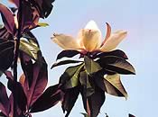 Blume von Magnolia