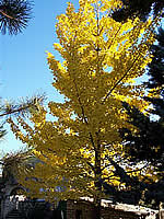 Ginkobiloba in autunno