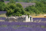 ruine d'une borie