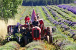 Lavanda