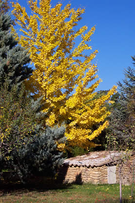 Ginkobiloba en automne